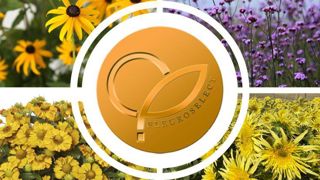 En 2023, un hélénium, un soleil, un rudbeckia et une verveine éclaireront la saison et/ou faciliteront le travail des producteurs et des détaillants. ©Fleuroselect En 2023, un hélénium, un soleil, un rudbeckia et une verveine éclaireront la saison et/ou faciliteront le travail des producteurs et des détaillants. ©Fleuroselect